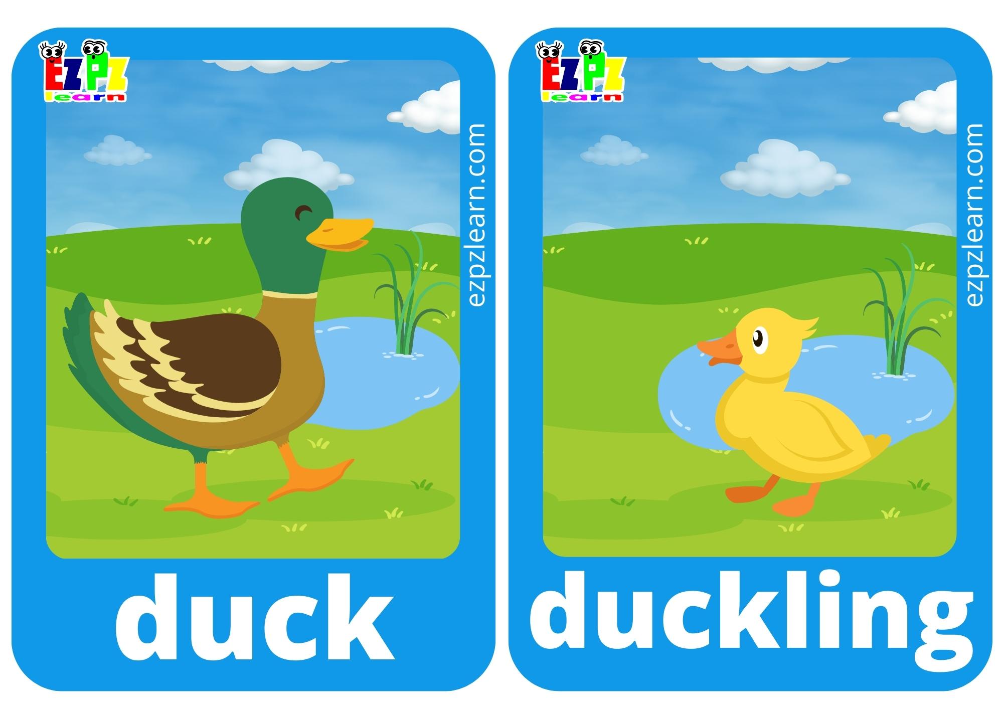 duck and duckling